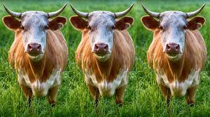 A LOAD FULL OF BULL